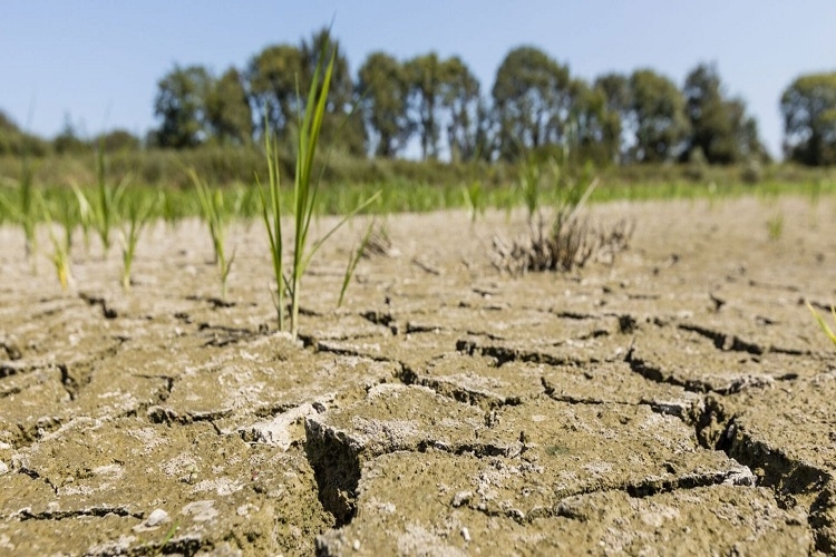 COP 29 : Les Attentes de l’Afrique 