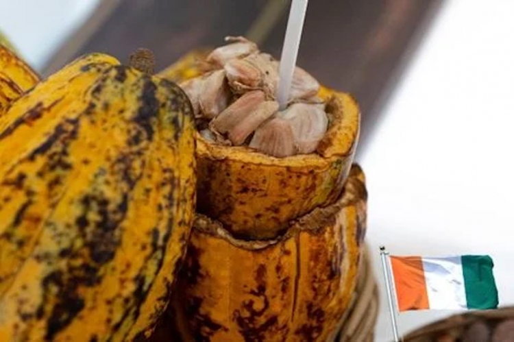 La Côte d’Ivoire, géant agricole africain, cultive sa transformation face à la tempête cacao